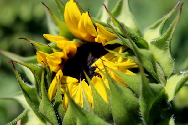 /Images/uploads/San Diego County Farm Bureau/onthefarm/entries/14610thumb.jpg